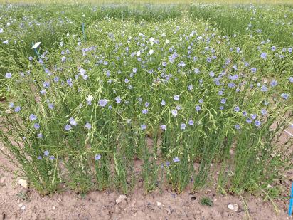 Click for 1 image(s) for this accession.